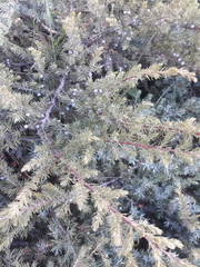 Juniperus communis