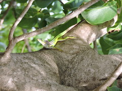 Anolis bimaculatus