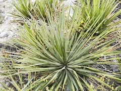 Dasylirion berlandieri