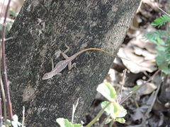Anolis schwartzi
