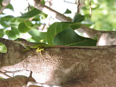 Anolis bimaculatus