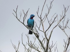 Cotinga cayana