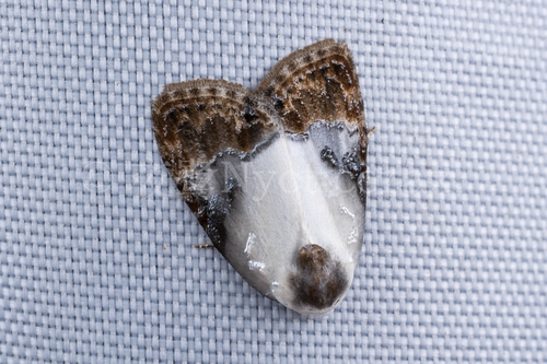 Nolathripa lactaria