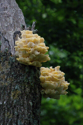 Pleurotus citrinopileatus