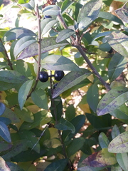 Ligustrum vulgare