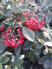 Cotoneaster coriaceus