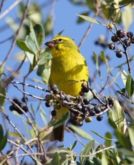 Crithagra sulphurata