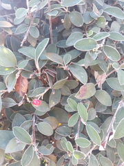 Cotoneaster pannosus