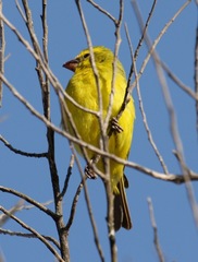 Crithagra sulphurata