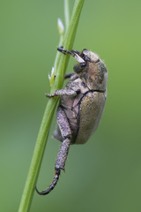 Hoplia parvula