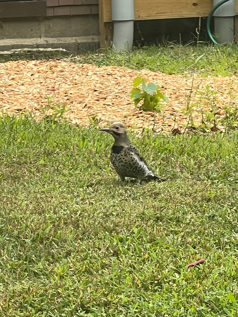 Northern Flicker