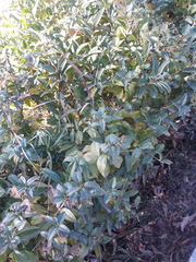 Ligustrum vulgare