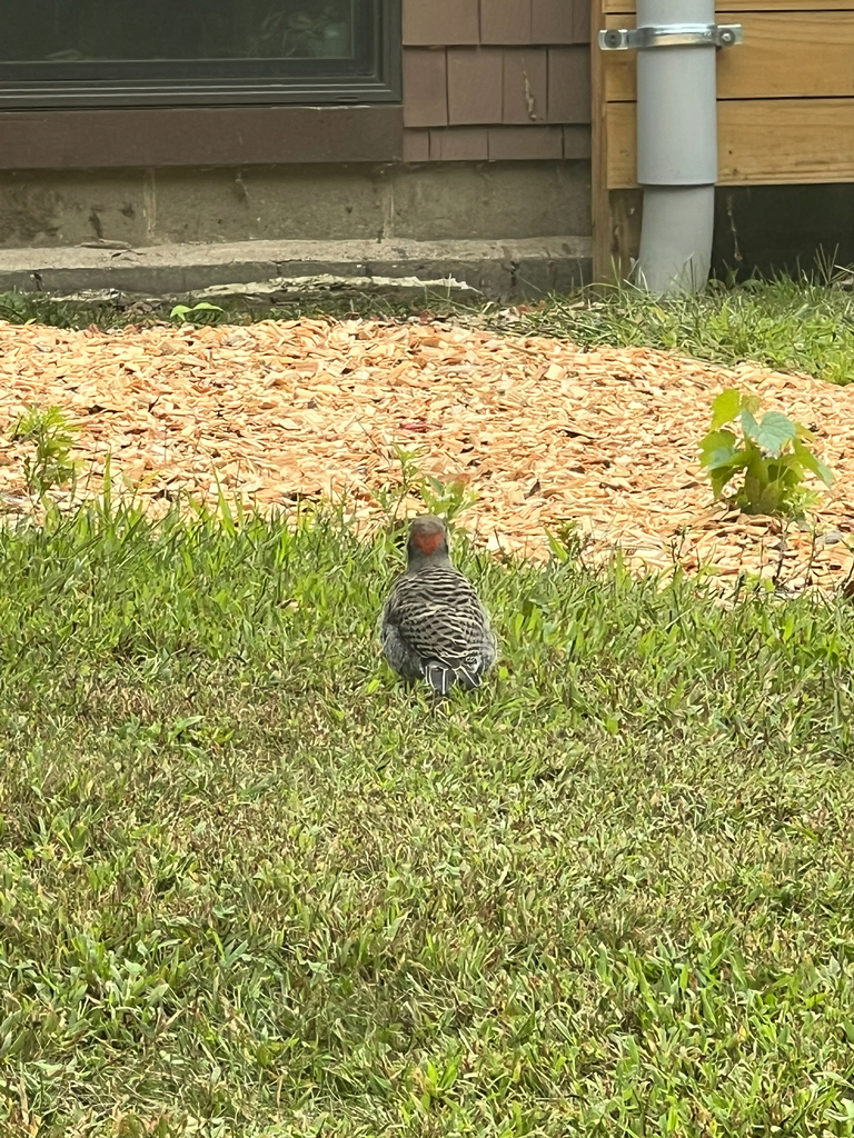 Northern Flicker