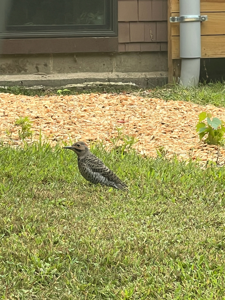 Northern Flicker