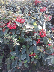 Cotoneaster coriaceus