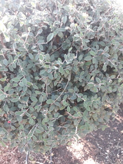 Cotoneaster pannosus