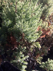 Juniperus chinensis