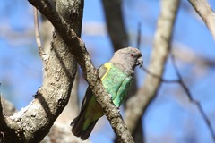 Poicephalus meyeri