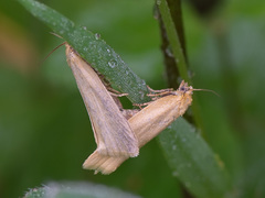 Zelotherses paleana