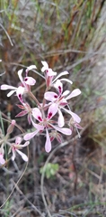 Pelargonium trifoliolatum