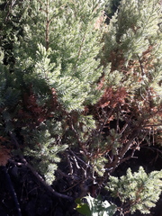 Juniperus chinensis