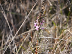 Liatris punctata mucronata