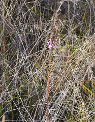 Liatris punctata mucronata