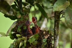 Ramphocelus nigrogularis