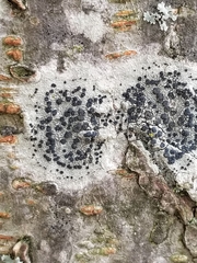 Larinioides sclopetarius