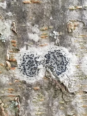 Larinioides sclopetarius