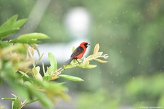 Ramphocelus nigrogularis