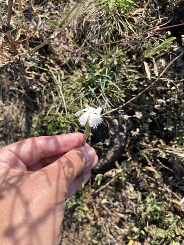 Dianthus fragrans, photograph 1