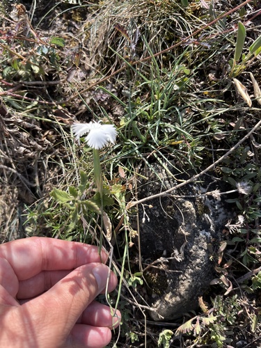 Dianthus fragrans, photograph 2