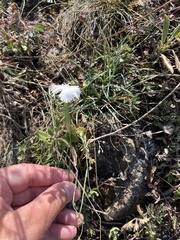 Dianthus fragrans, photograph (c) Наталья Пикалова, some rights reserved (CC BY)