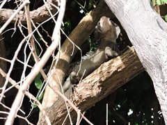 Iguana delicatissima