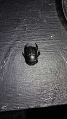 Homocopris torulosus