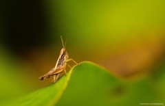 Orphulella concinnula