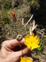 Hieracium commersonii