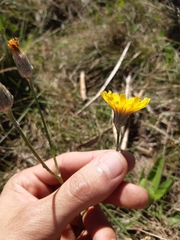 Hieracium commersonii