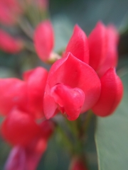 Phaseolus coccineus