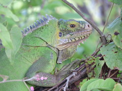 Iguana delicatissima