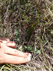 Hieracium commersonii