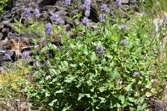 Agastache occidentalis
