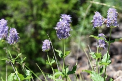Agastache occidentalis