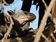 Iguana delicatissima
