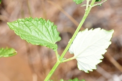 Agastache occidentalis