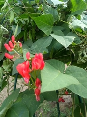 Phaseolus coccineus