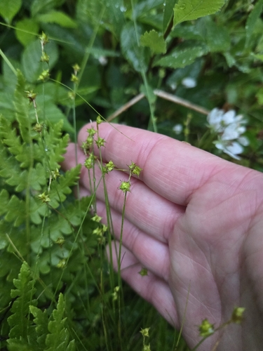 Carex capillacea observed 2025-06-22