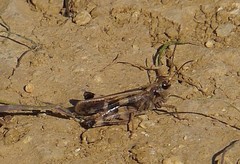 Encoptolophus costalis