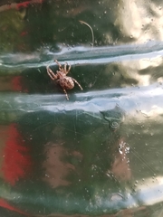 Larinioides sclopetarius